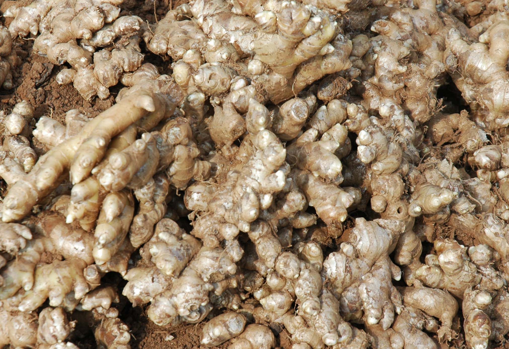 Ginger RNA Prediction