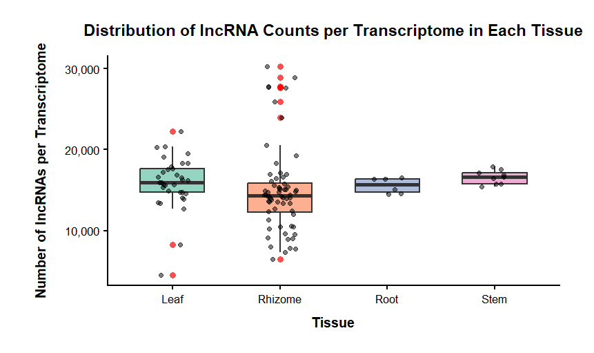 lncRNA Distribution per Tissue